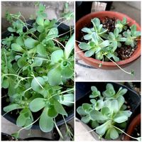 子持ち蓮華,多肉植物,ランナー,ぴょんぴょん,春の嵐の画像