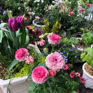 チューリップ,ラナンキュラス,寄せ植え,ベランダガーデニング,ベランダの画像