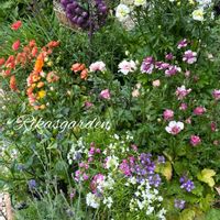 アリッサム,アリッサム,コデマリ,コデマリ,セリンセマヨールの画像