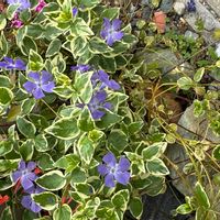 ツルニチニチソウの画像