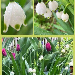 スノーフレーク,チューリップ,チューリップ(ピンク),花のある暮らし,我が家の畑の画像
