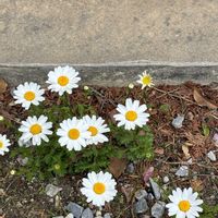 ノースポールの画像