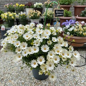 キララ,サントリー キララ ホワイト,ガーデニング初心者,サントリー フラワーズ,花と生きるサントリーの画像