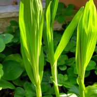 アジサイ,シラン,薔薇,ハナカタバミ（オキザリス）の画像