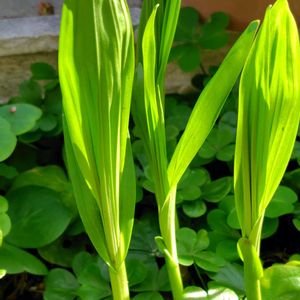 アジサイ,シラン,薔薇,ハナカタバミ（オキザリス）の画像