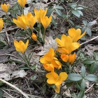 クロッカス,春の花,北海道,札幌,２０２０年５月同期の画像