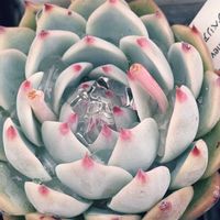 チワワエンシス,多肉植物,エケベリア属,多肉大好き,多肉植物のある暮らしの画像