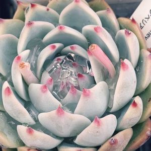 チワワエンシス,多肉植物,エケベリア属,多肉大好き,多肉植物のある暮らしの画像