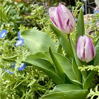 タイツリソウ,タイツリソウ,チューリップ,タイツリソウ（ケマンソウ）,ティアレア スプリングシンフォニーの画像