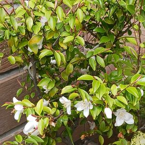 ヒメサザンカの画像