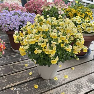 ネメシア,ネメシアメーテル,ネメシアメーテルターメリック,ガーデニング初心者,ゲブラ・ナガトヨの画像