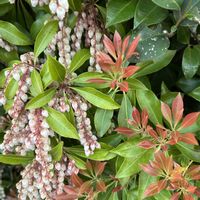 アセビ,アセビ,アセビ,白花,ツツジ科の画像