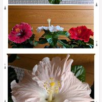 ハイビスカス,ハイビスカス ロングライフ,青空に映える,さくら 桜 サクラ,土曜日は お空の発表会の画像