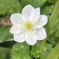 カタクリ,ニリンソウ,ニリンソウの画像