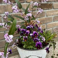 ハーデンベルギア,ビオラ,キュンキュン乙女倶楽部,HTC,【こまち多肉部】の画像