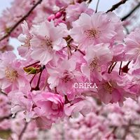 サクラ,サクラ,さくら サクラ 桜,さくら サクラ 桜,さくら 桜 サクラの画像