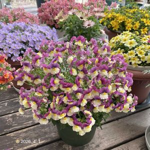 ネメシアアロマンス ライチグレープ,PR,ガーデニング初心者,PW,Proven Winnersの画像