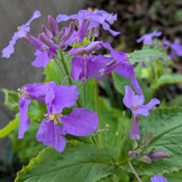 オオアラセイトウ,ムラサキハナナ,ムラサキハナナ,ガーデニング,紫の花の画像