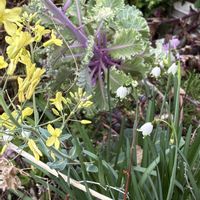 スノーフレーク,葉牡丹,可愛い,白い花,癒しの画像