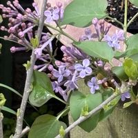 ライラックの画像