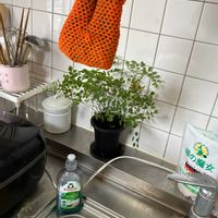 アジアンタムの画像