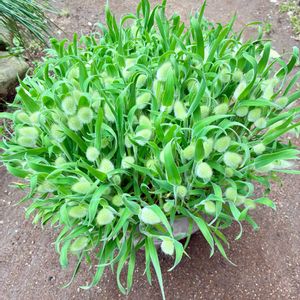 ラグラスバニーテール,種蒔き,ガーデニング初心者,ここにしか咲かない花,しあわせ運べるようにの画像