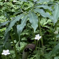 ウラシマソウ,ヤブニンジン,自生,セリ科,サトイモ科テンナンショウ属の画像