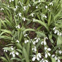 クロッカス,ジャイアントスノードロップ,アキタブキ,北海道,札幌の画像