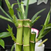 ミリオンバンブー,観葉植物 ミリオンバンブー,開運竹(ミリオンバンブー),開運竹(ミリオンバンブー),ミリオンバンブーの芽の画像