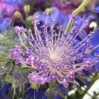 ニゲラ,レースフラワー,デルフィニウム,ブルーレースフラワー,ニゲラ　グリモワールブルーの画像