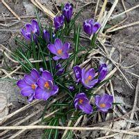 クロッカス,春の花,北海道,札幌,２０２０年５月同期の画像