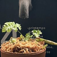 シダ,ジュエル・オーキッド,ラフィドフォラ・クリプタンサ,観葉植物,シダ植物の画像