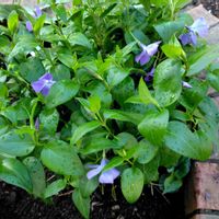 紫のオダマキ,地植え,北側の前庭,薔薇の下で咲いてますの画像