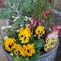 エリカ,パンジー,クモマグサ,寄せ植え,鉢植えの画像