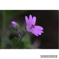 ムラサキケマン,タンポポ,オランダミミナグサ,カキオドシ,ヤワゲフウロの画像