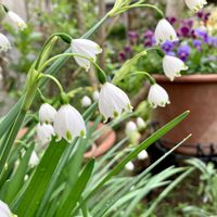 スノーフレーク,スノーフレーク,スノーフレーク,シレネ・ユニフローラ,メゾンドビオラの画像