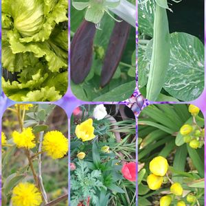 チューリップ,フリージア,スナップエンドウ,ツタンカーメンのエンドウ豆,ミもザの画像