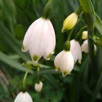 スイセン,スノーフレーク,ヒヤシンス,スノーフレーク(スズランスイセン),スノーフレーク（鈴蘭水仙）の画像