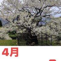 スノーフレーク,トキワシノブ,樽見の大桜➰,今日のお花,毎月４日はシダの日の画像