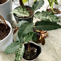 観葉植物,植物,新入りさん,植物のある暮らし,植中毒の画像
