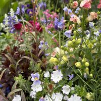 ガウラ,キンギョソウ,ネモフィラ,ブルーサルビア,ヘリオフィラの画像