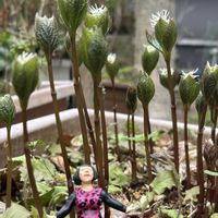 ヒトリシズカ,ネコ好き,花のある暮らし,ネコと植物,ｷﾓｶﾜ倶楽部の画像