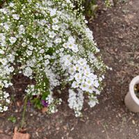 ユキヤナギの画像