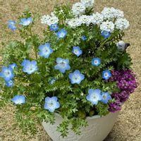 イベリス,クリスマスローズ,ネモフィラ,スイートアリッサム ,寄せ植えの画像
