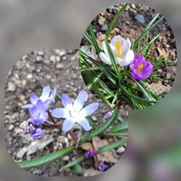 お庭作り中,美しく青きドヨウ,広い庭の画像