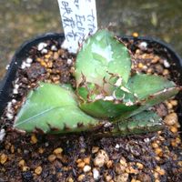 アガベ,夕映厳竜,植物のある暮らし,アガベ女子,飯塚農園✨の画像