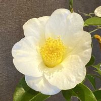 白椿,玄関ディスプレイの画像