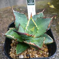 アガベ,Agave titanota "Black Fire",植物のある暮らし,アガベ女子,飯塚農園✨の画像