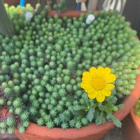 セダム,ムルチコーレ,クラッスラ セツローサ,黄色い花,ラブリー♡加速中の画像