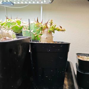 パキポディウム ビスピノーサム,パキポディウム ビスピノーサム,エケベリア　マルガン,エケベリア ストリクチフローラ ノヴァ,エケベリア ストリクチフローラ ノヴァの画像